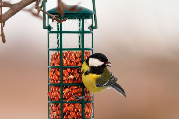 Alimentador de pássaros e forragem para o inverno no jardim pendurado em uma árvore
