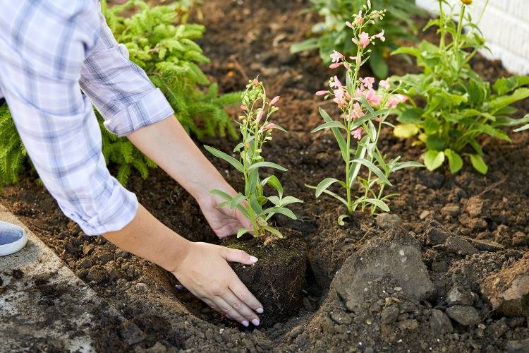 Crie canteiros de plantas sem cavar e prepare seu jardim para o inverno