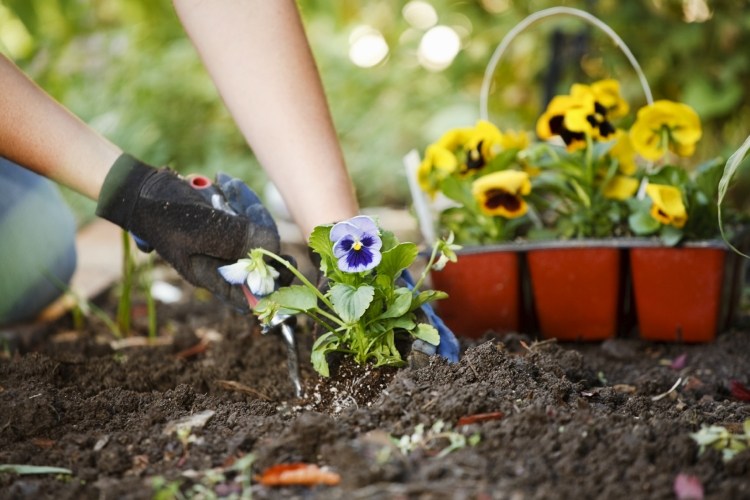 jardim-primavera-jardinagem-flores-plantio-solo-amor-perfeito-luvas-ferramenta