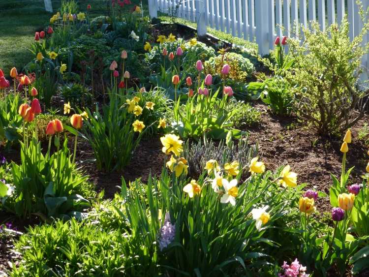 jardim-primavera-jardinagem-tulipas-narcisos-cerca-branca-casa de terra bonita