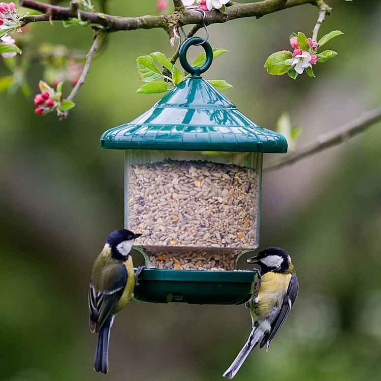 jardim-primavera-jardinagem-pássaro-alimentando-galho-árvore-pendurado-lindo