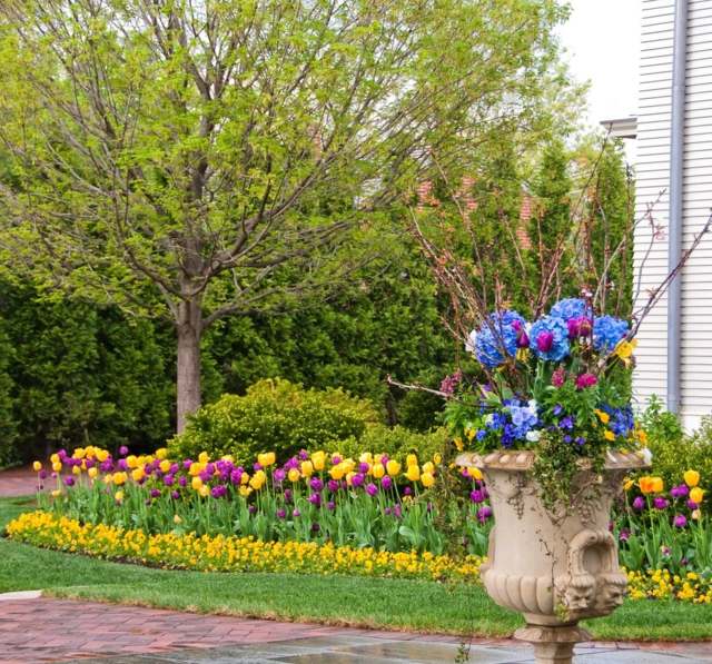 Dicas de cuidados para canteiros de flores de tulipas de primavera