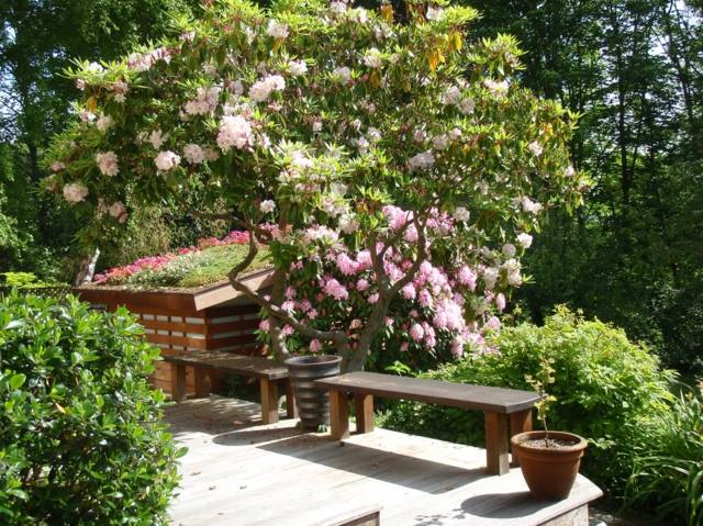 Árvores de cerejeira com flores rosa banco de madeira
