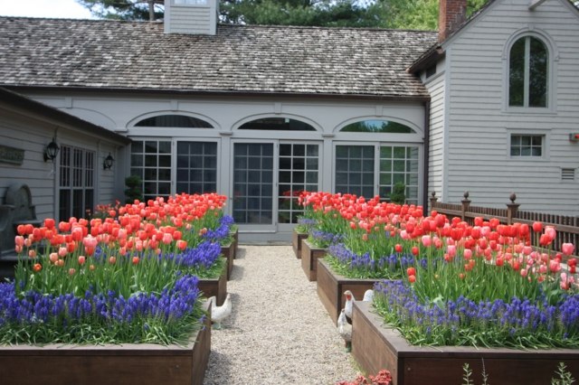 Projeto do jardim flores da primavera tulipas