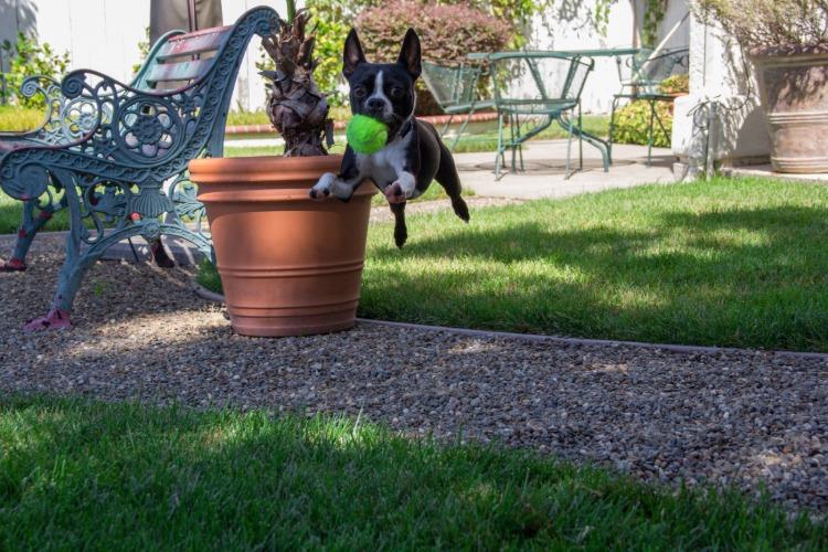 banco antigo de ferro fundido atrás de um cachorro brincando no jardim