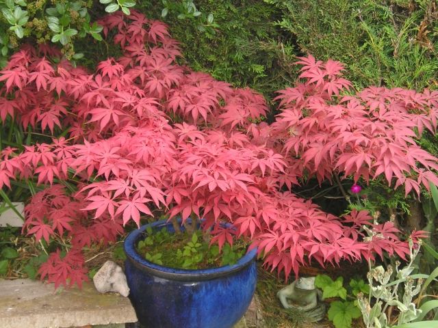 jardim de contraste de folhas vermelhas de bordo japonês