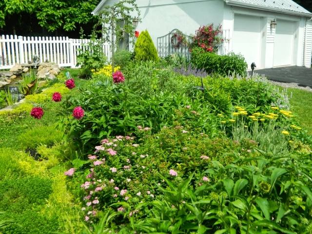 arbustos de plantas em estilo country