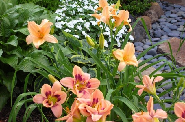 Plantação de jardim em casa de campo de flores Hemerocallis