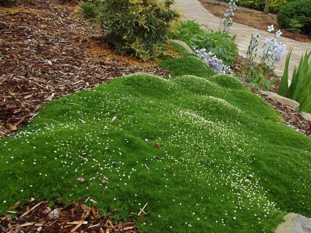 musgo de cobertura do solo de sandwort jardim japonês