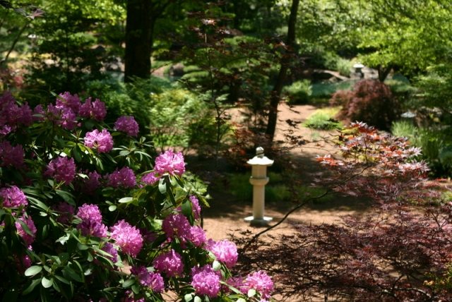 flores de jardim japonesas planta rododendro