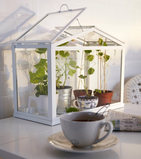 proteger plantas cultivar chá tassee tem um efeito calmante