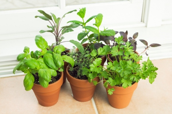 tempero plantas cozinha suporte ferver fique lá se necessário