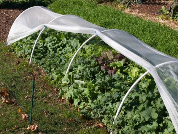 jardinagem no inverno muitas vezes não complica nenhum interesse