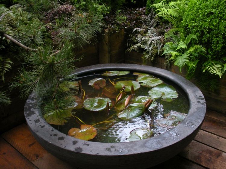 As inspirações do projeto do jardim criam um local para pequenos lírios d'água