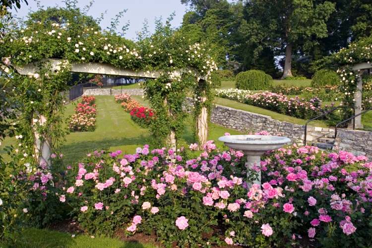 Paisagismo fonte de jardim de rosas cria área de gramado