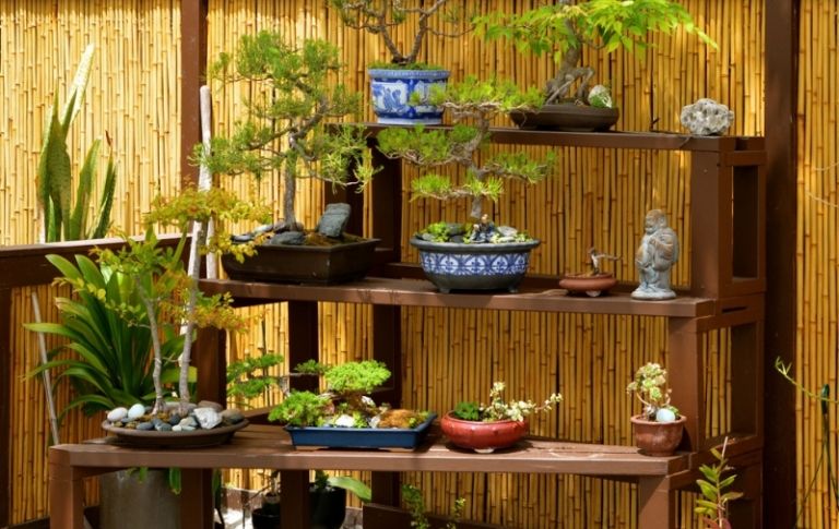 Projeto de jardim-bonsai-árvores-tigelas-estilo japonês
