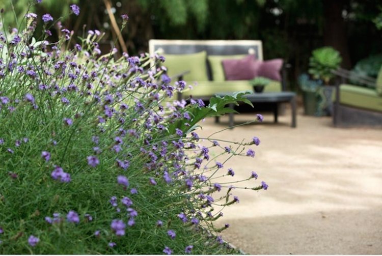 rock garden-create-garden-design-gravel-chippings-Patagonian-verbena-verbena