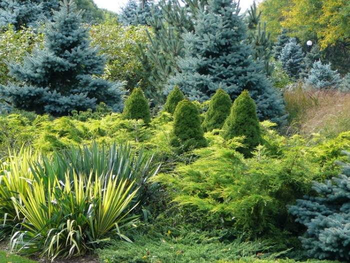 Projeto de jardim-coníferas-paisagem de jardim-Colorado-blue-spruces