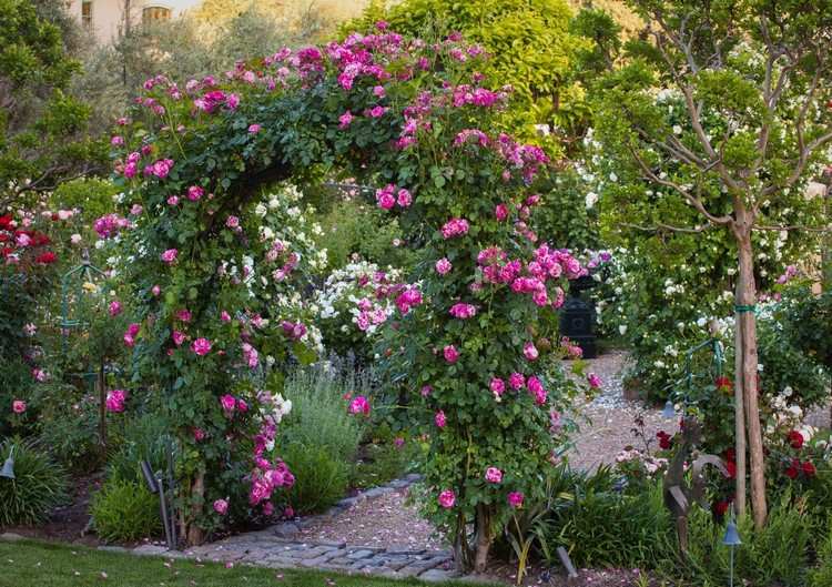 caminho-jardim-design-rosas-rosa-rosa-arco-jardim