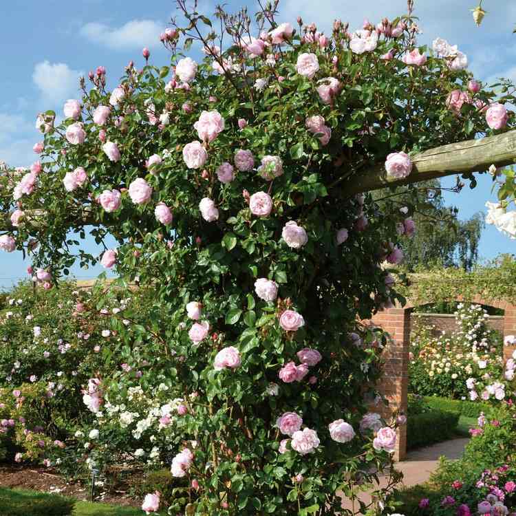 garden-design-roses-rose-arch-wood-planting