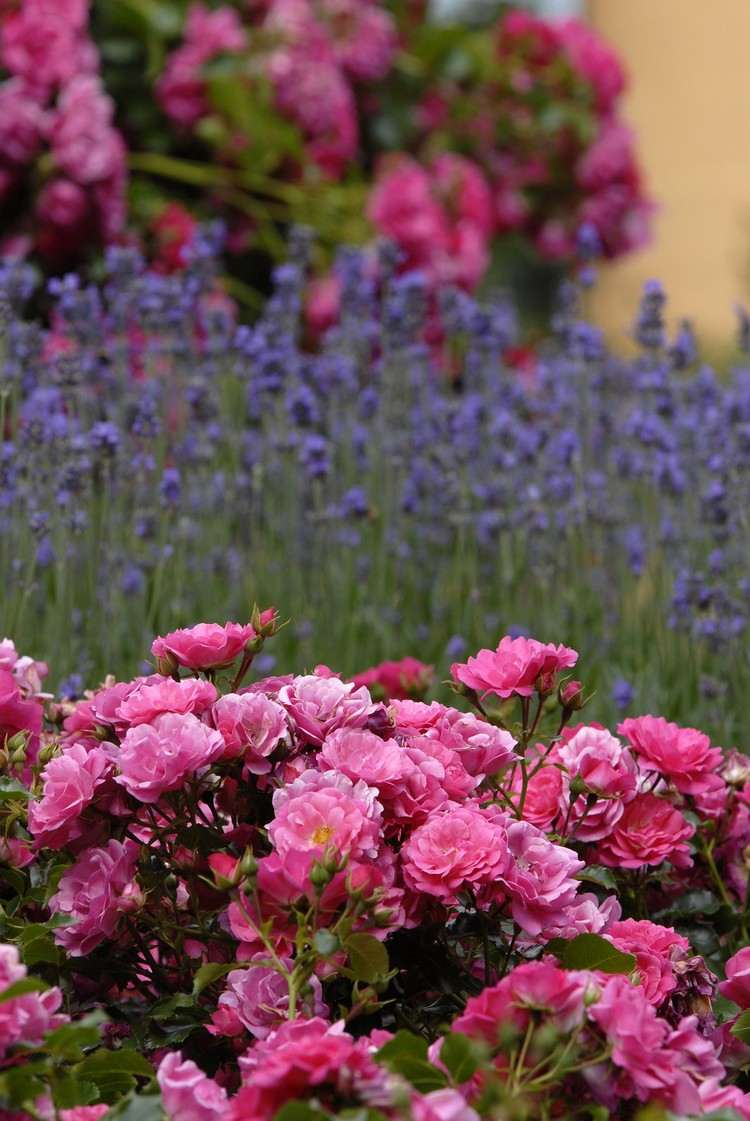 jardim design-rosas-lavanda-combinar-rosa-companheiros