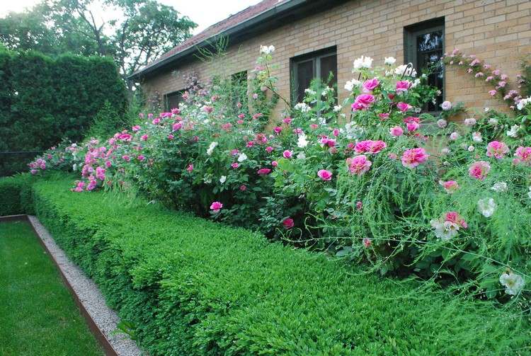 jardim-desenho-rosas-acompanhamento-plantas-caixa-sebe