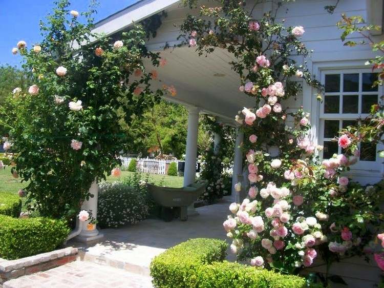 jardim desenho-rosa-rosa-arco-casa-entrada