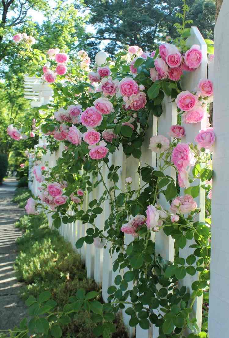 jardim design-rose-climbing-rose-fence