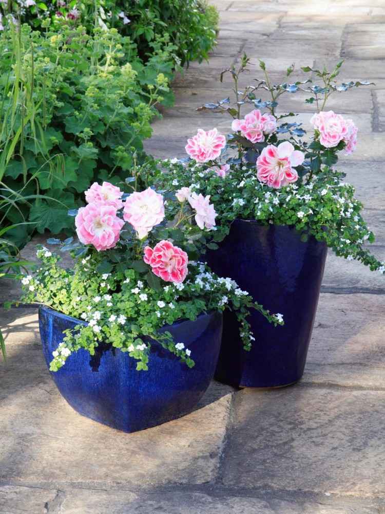 garden-design-roses-flowerpots-balcony-planting