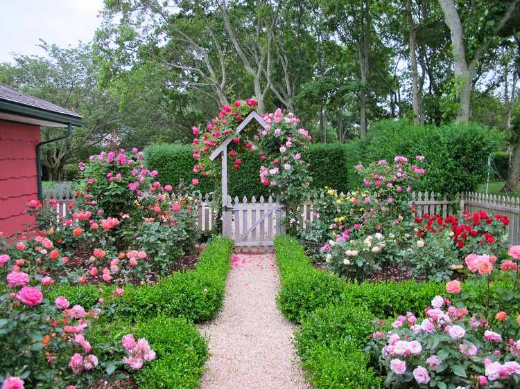 Projeto de jardim com rosas rosas canteiros de faia