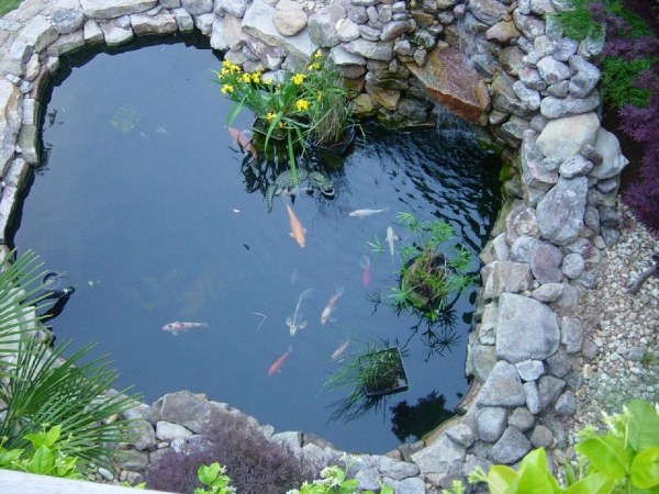 Projete peixes para criar um lago de jardim