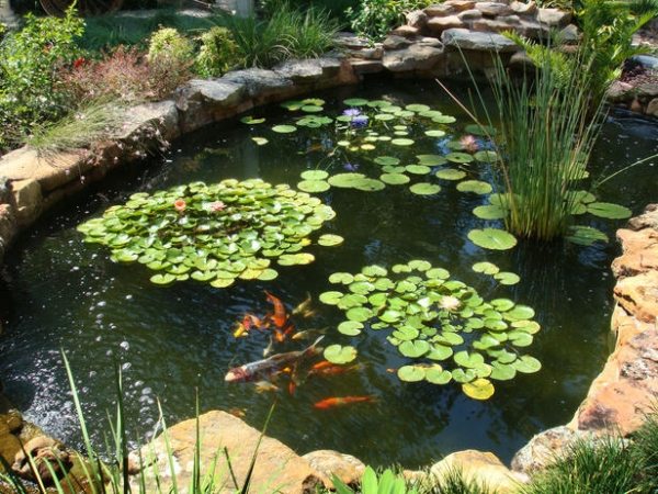 Plantas em forma de lagoa de jardim criam peixes
