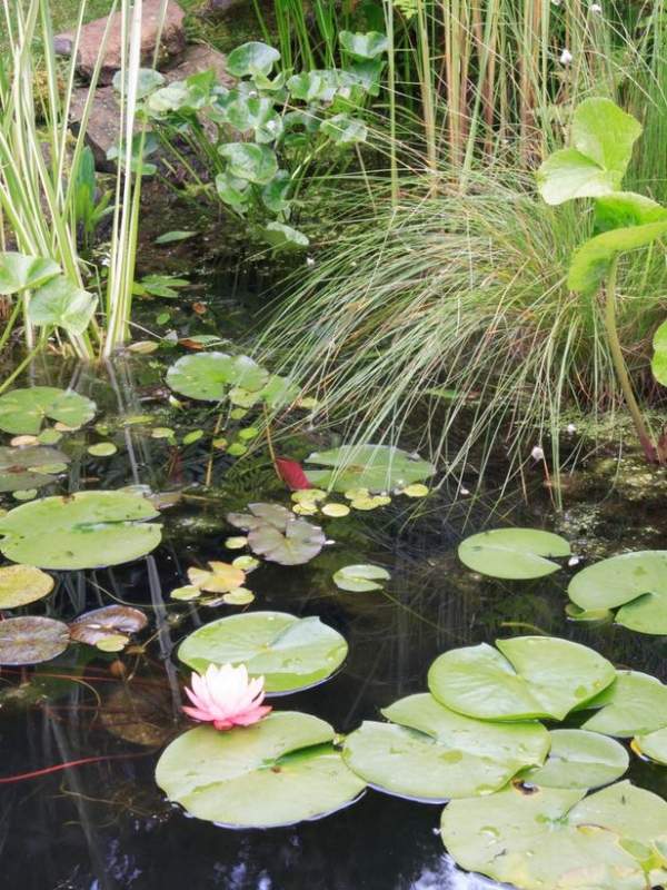 Crie ideias de paisagismo de lagos de jardim de nenúfares