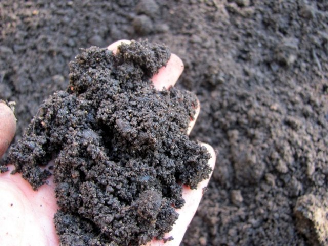 Dicas de jardinagem para sementes úmidas do solo de inverno