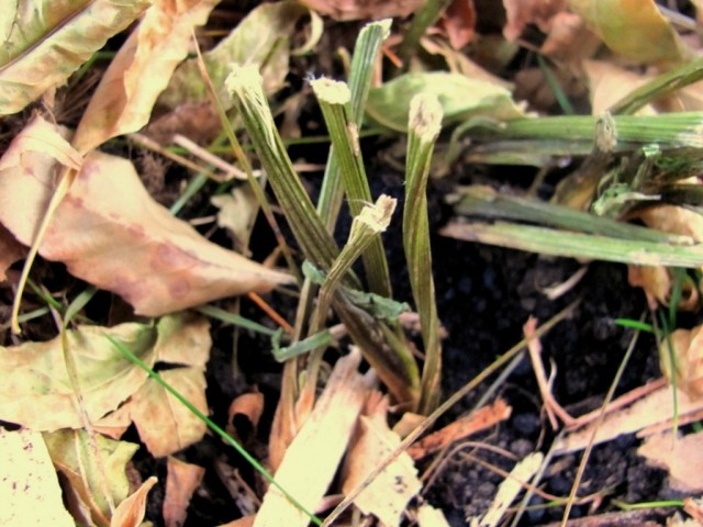 jardinagem-dicas-inverno-folhas-mulch-solo-outono