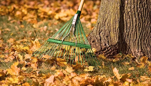 jardinagem-dicas-inverno-outono-folhas-garganta