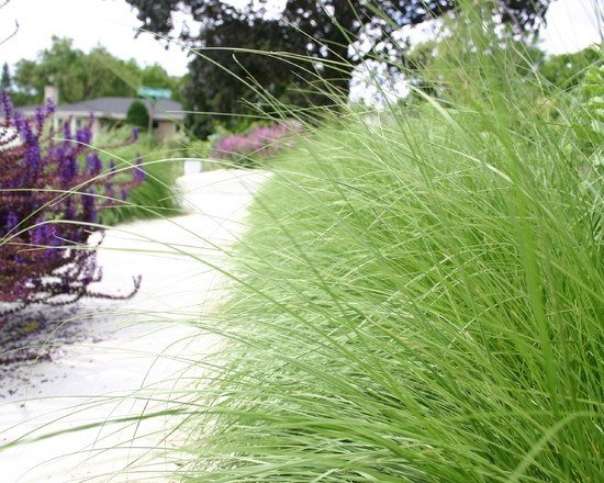 jardim coberto de vegetação plantando espécies-arbustos perenes caminhos de jardim