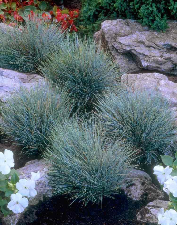 Plantas para jardim de pedras festuca azul-Festuca-glauca-raposa azul