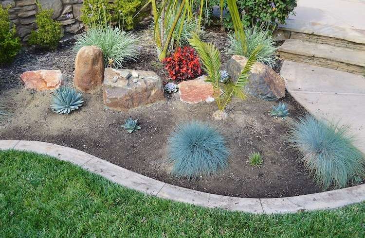 plantas-rockery-blue festuca-palmas