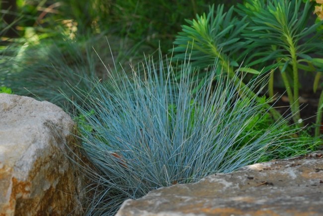Criando um jardim de pedras - dicas para escolher uma planta - grama ornamental - festuca azul perene