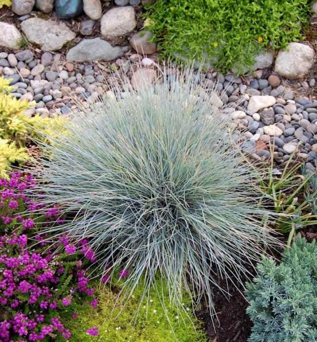 Festuca azul resistente à seca, local ensolarado, solo alcalino