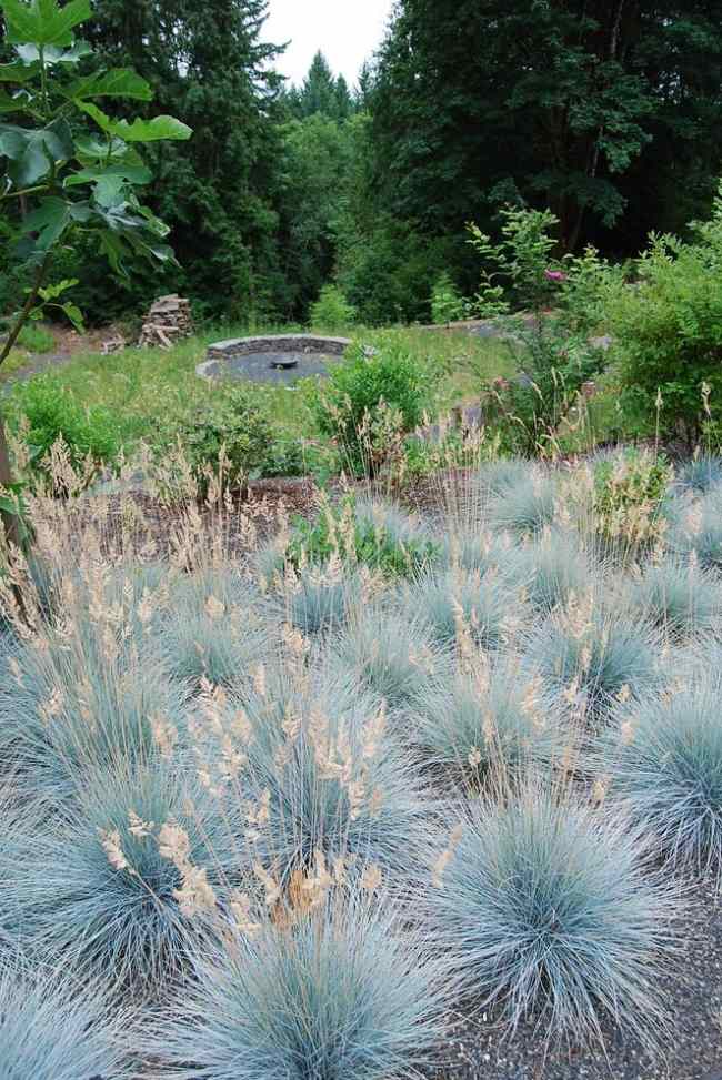 Projeto de jardim espécie de grama ornamental - local ensolarado festuca azul tolerante ao calor