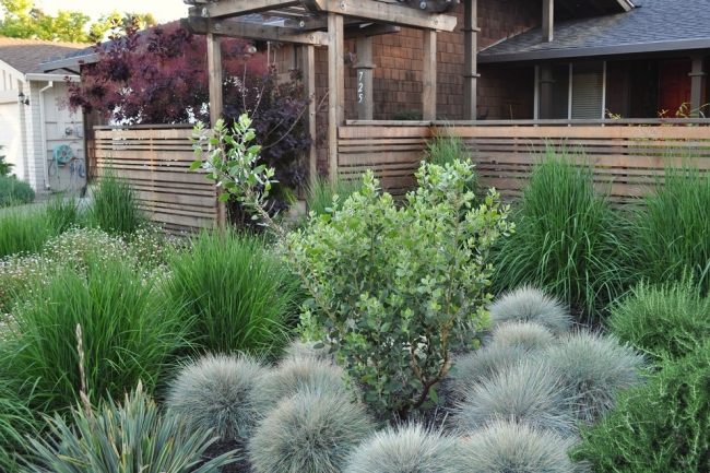 Projeto paisagístico - cuidados com as plantas - festuca azul - deixe florescer