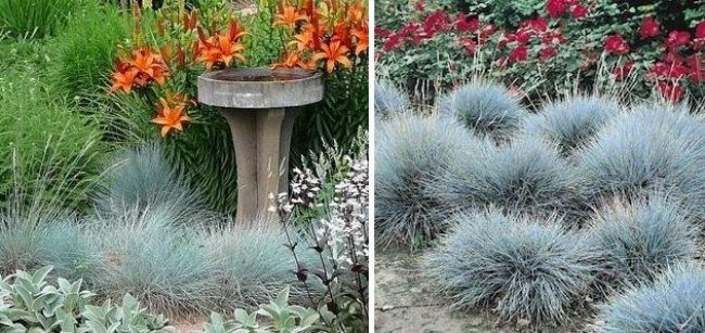 Plantas de ideias de jardim para jardim de rochas ornamentais grama azul festuca resistente