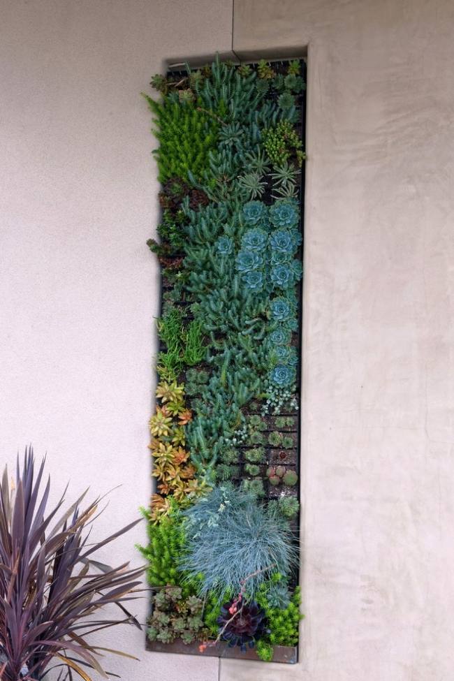Projeto de jardim vertical - gramíneas ornamentais pontas de festuca azul