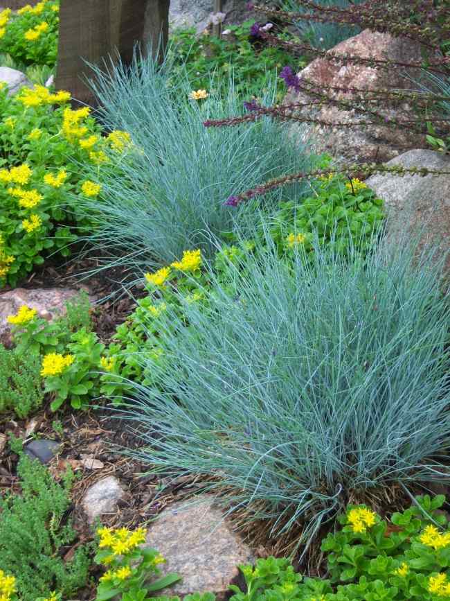 Festuca azul perene perfeita para jardim de rocha resistente às intempéries e tolerante ao calor