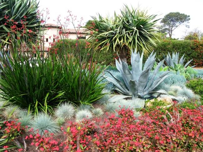 Folhagem azul - idéias de jardim perenes - cuidados com as plantas