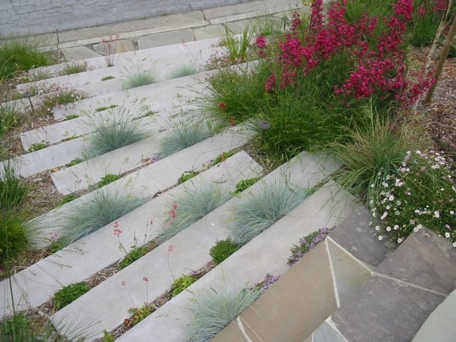 Plantas de jardim em crescimento de Blue Schwinger - grama ornamentais - jardim da frente - design de escadas