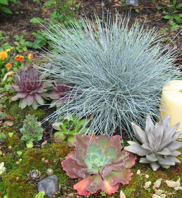 Plantas para jardim de pedras festuca azul-suculenta-houseleek