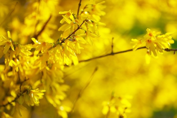 Arbustos amarelos que florescem na primavera -Forsythia (Forsythia x intermedia)